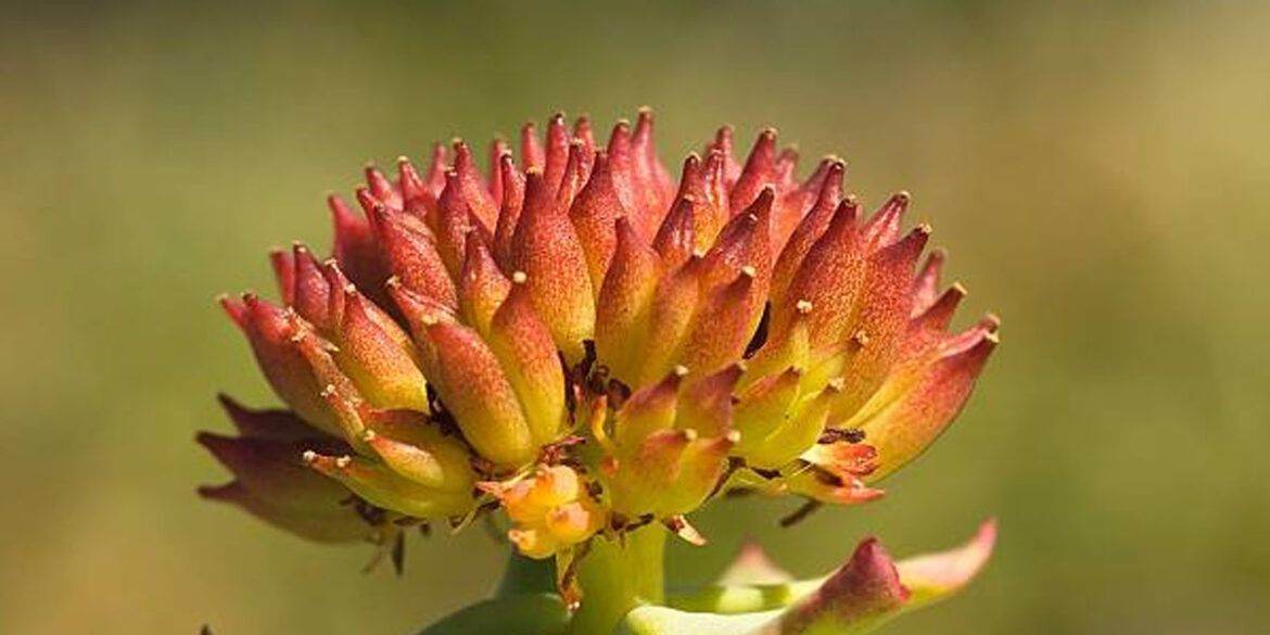 rhodiola ervaringen en voordelen
